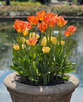 The Bloom That Never Was